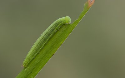 Small Heath larva feeding.