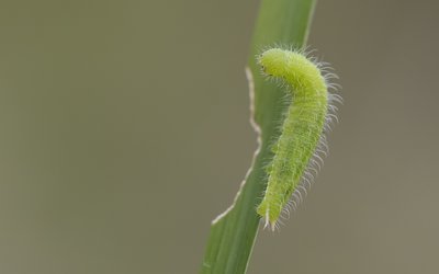 Meadow Brown larva.