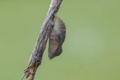 Wall Brown pupa 8/5/2020 (Day 31 08.57am).