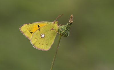Female Clouded Yellow.