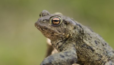 Common Toad watching the World go by!!