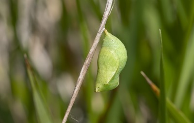 Speckled Wood pupa.