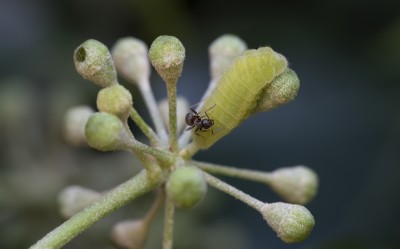 Holly Blue larva plus Ant.