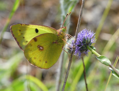 Berger's Clouded Yellow (Colias alfacariensis).jpg