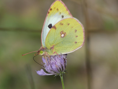 Berger's Clouded Yellow (Colias alfacariensis) (2).jpg