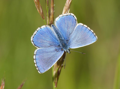 Adonis Blue (Polyommatus bellargus) - Saint-Meyme-de-Rozens, Dordogne - 25th May, 2016 (b).jpg
