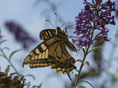 Swallowtail (Papilio machaon) (2).jpg