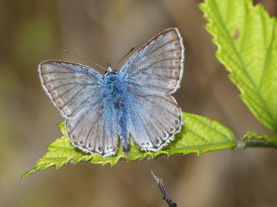 Chalkhill Blue (Polyommatus coridon) (2).jpg