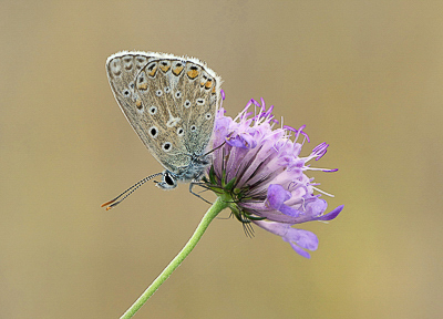 Common Blue (Polyommatus icarus) (4).jpg