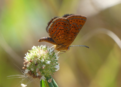 Little Metalmark (Calephelis virginiensis) (3).jpg