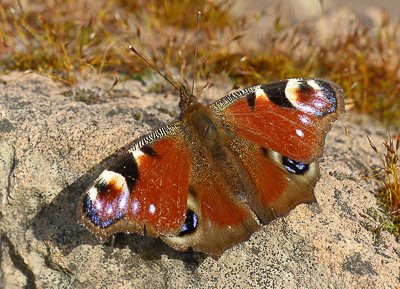 Peacock (Inachis io) - Flintham, Notts. - 10th April, 2015