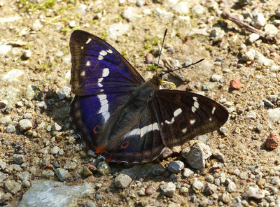 Purple Emperor (Apatura iris) - Cotgrave Forest, Notts. - 12th July, 2015