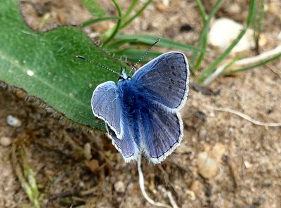 P1760285 Common Blue with black spots on wings.jpg