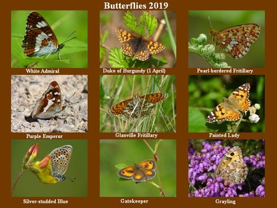 Butterflies 1.jpg