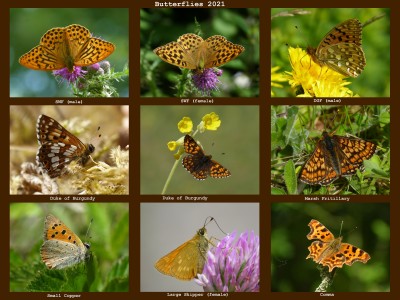 Butterflies 2021.jpg