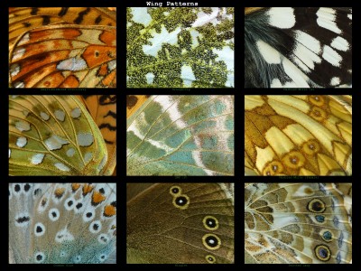 Wing Patterns.jpg