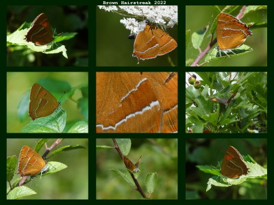 Brown Hairstreak.jpg