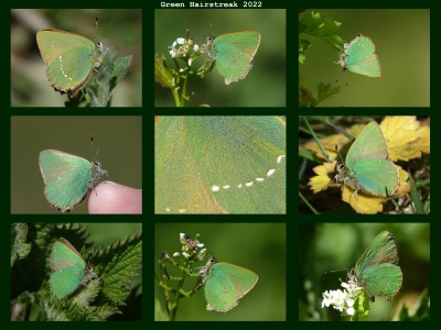 Green Hairstreak.jpg