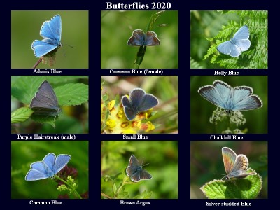 Butterflies 1.jpg