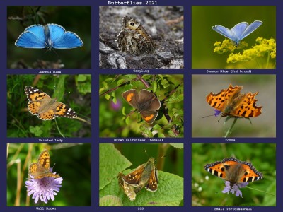 Butterflies 2021 (4).jpg