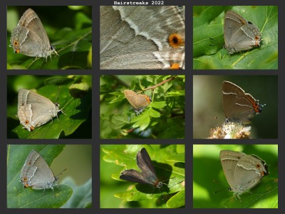 Hairstreaks 2022.jpg