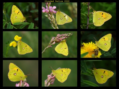 Clouded Yellow 2022.jpg