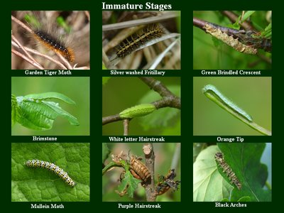 Immature Stages -1.jpg