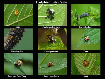 Ladybird Life Cycle.jpg