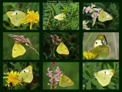 Clouded Yellow 2022 -1.jpg