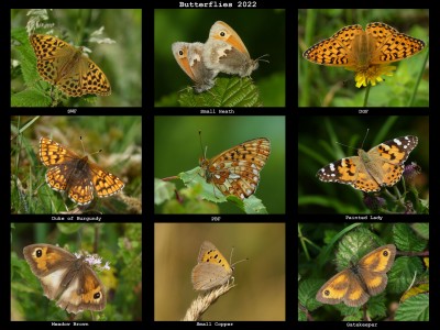 Butterflies 2022-1.jpg