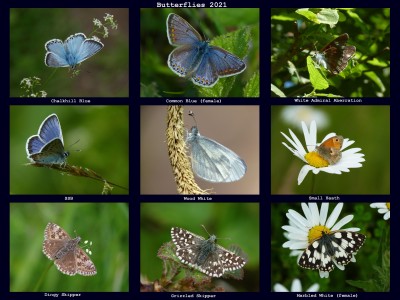Butterflies 2021(2).jpg