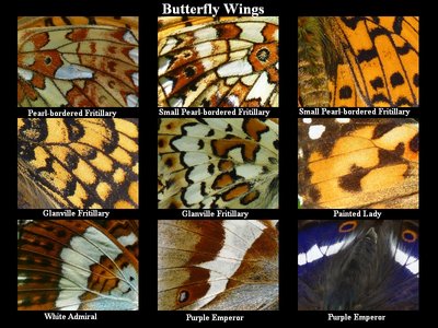 Butterfly Wings.jpg