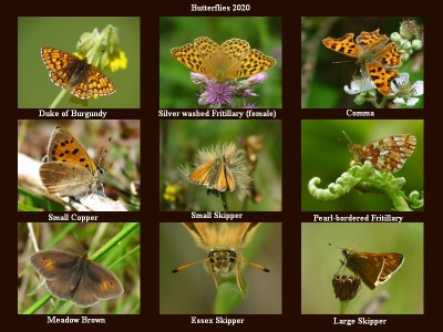 Butterflies 2.jpg