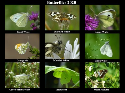 Butterflies 3.jpg