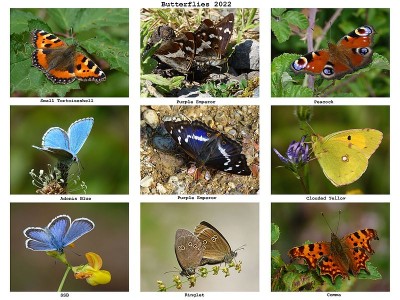 Butterflies 2022-2d.jpg