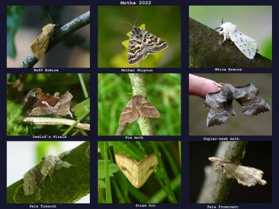 Moths.jpg