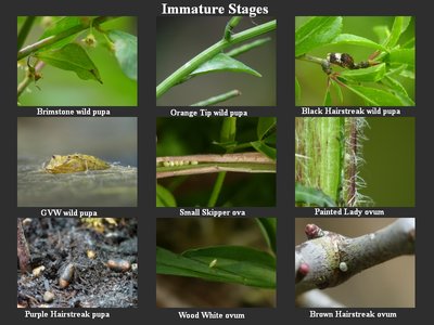 Immature Stages-2.jpg