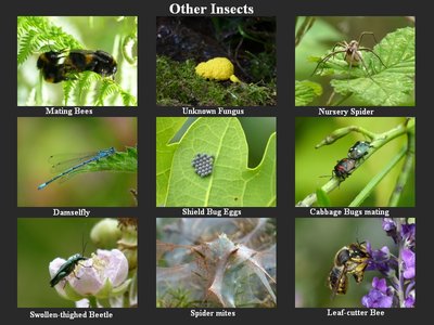 Other Insects.jpg
