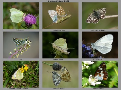 Butterflies 2022-3.jpg