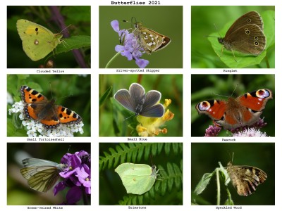 Butterflies 2021 (3).jpg