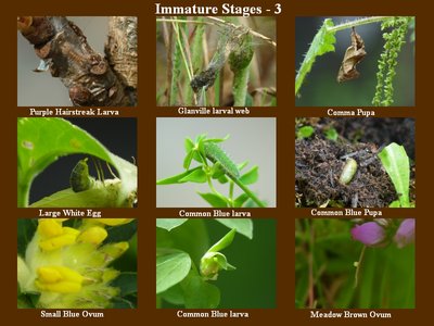 Immature Stages - 3.jpg