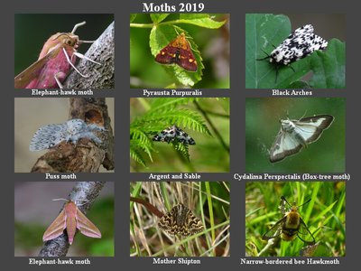 Moths 2019.jpg