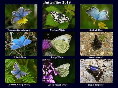 Butterflies 2.jpg