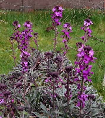 20-04-11-009-BowlesMauve.jpg