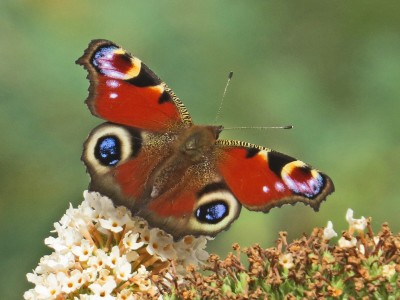 24-09-05-047-Peacock.jpg