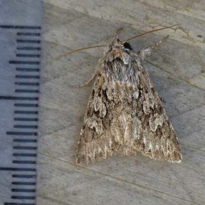 05-08-905-moth.jpg