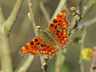 2021-04-24-036-Comma@Cawdor.jpg