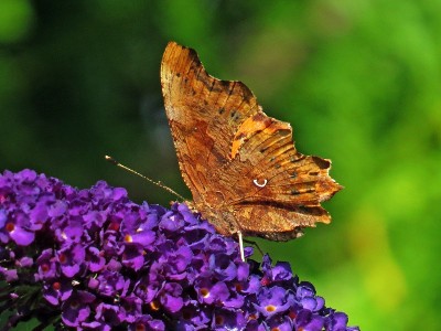 21-08-24-273-Comma.jpg