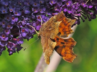 21-08-24-269-Comma.jpg