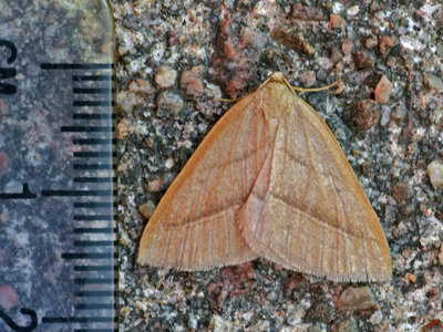 05-13-794-moth.jpg